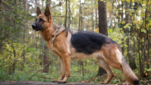 Famous german hot sale shepherd names